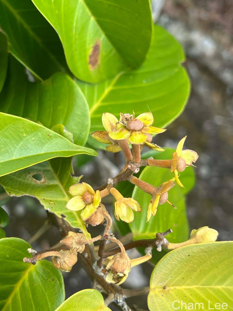 Stemonoporus gardneri Thwaites